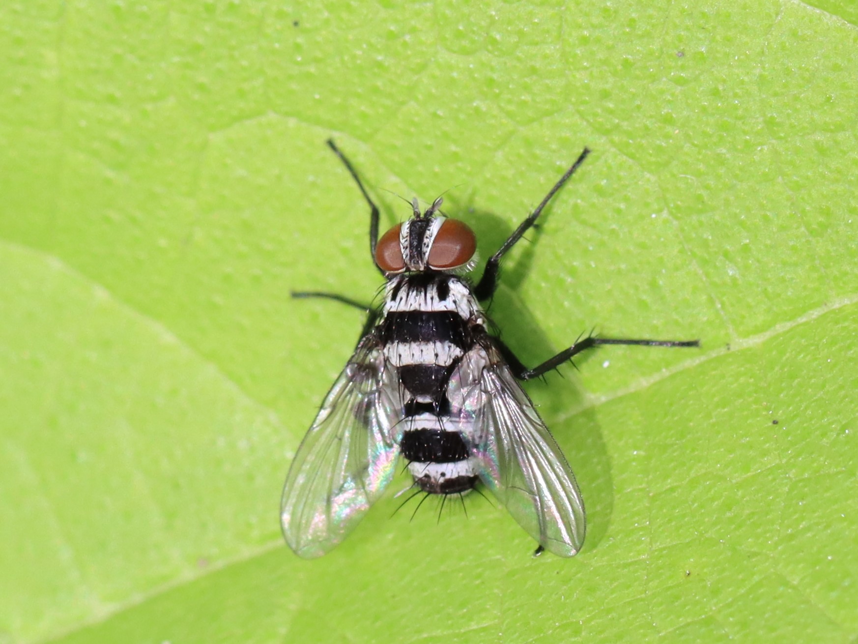 Trigonospila sp